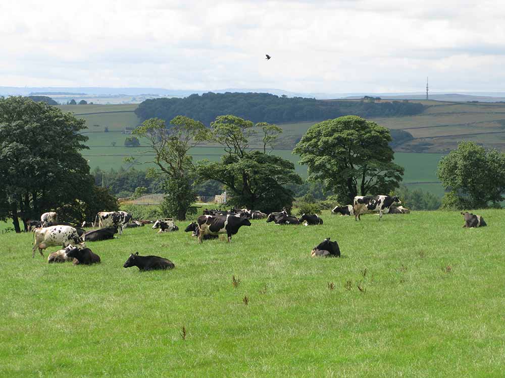 The Old Calf Shed & Pig Garth Holiday Cottages, Otley